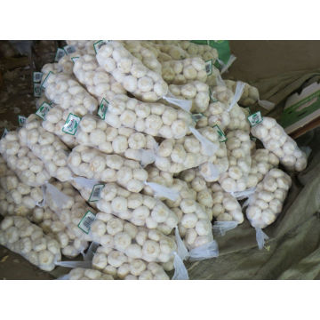 Chinese jinxiang pure normal general white fresh garlic